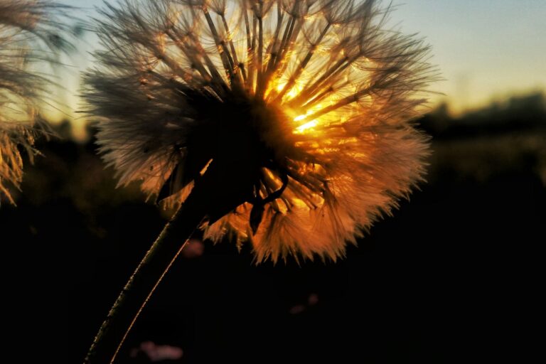 Apego, trauma y dependencia emocional | Terapias Especializadas en Terrassa y Online