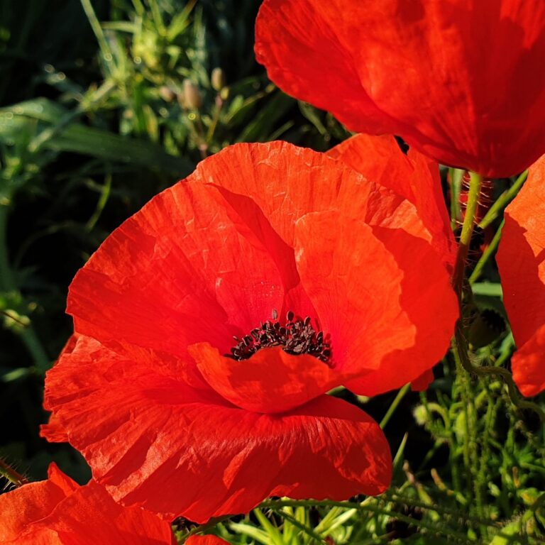 Servicios de Psicología en Terrassa y Online