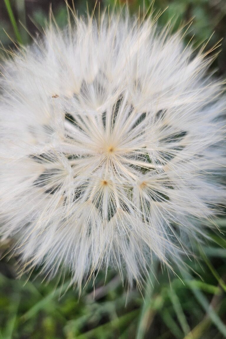 Apego, trauma y dependencia emocional | Terapias Especializadas en Terrassa y Online